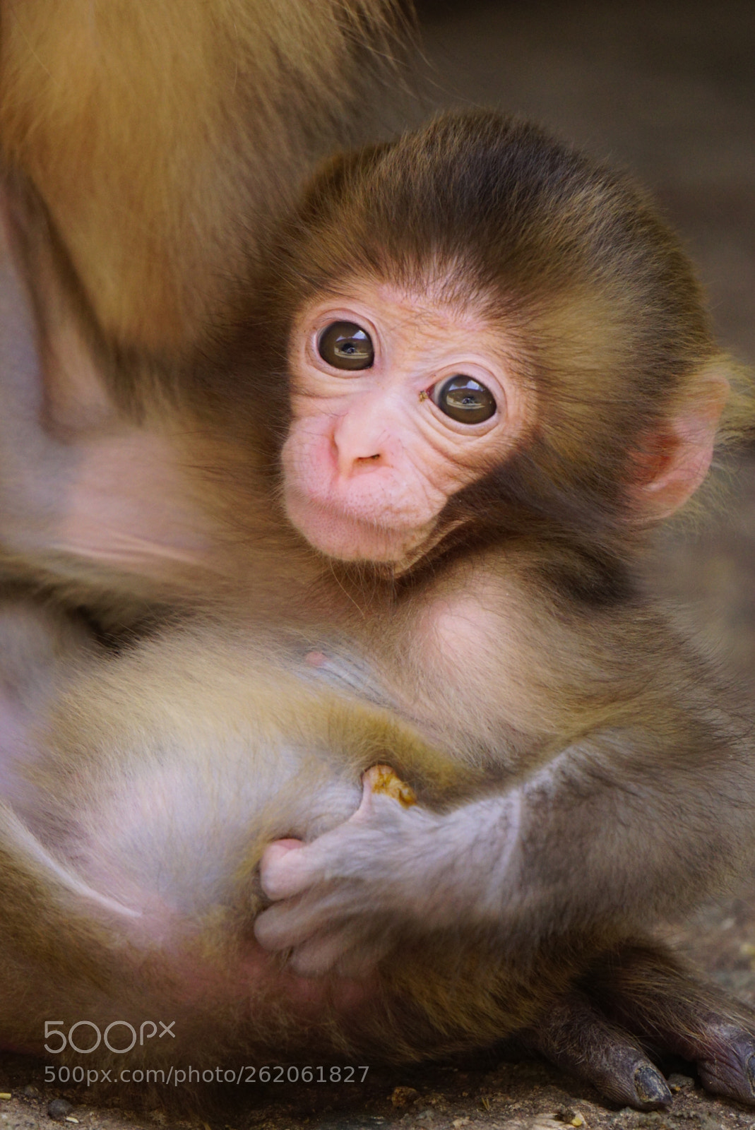 Sony E 55-210mm F4.5-6.3 OSS sample photo. Cute baby monkey my photography