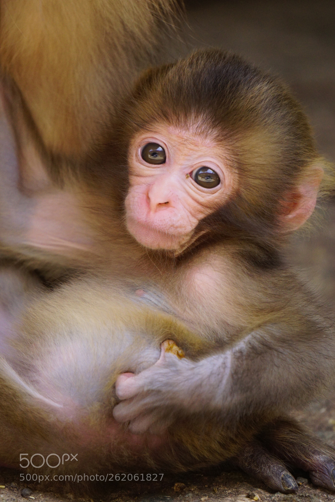 Sony a6000 sample photo. Cute baby monkey my photography