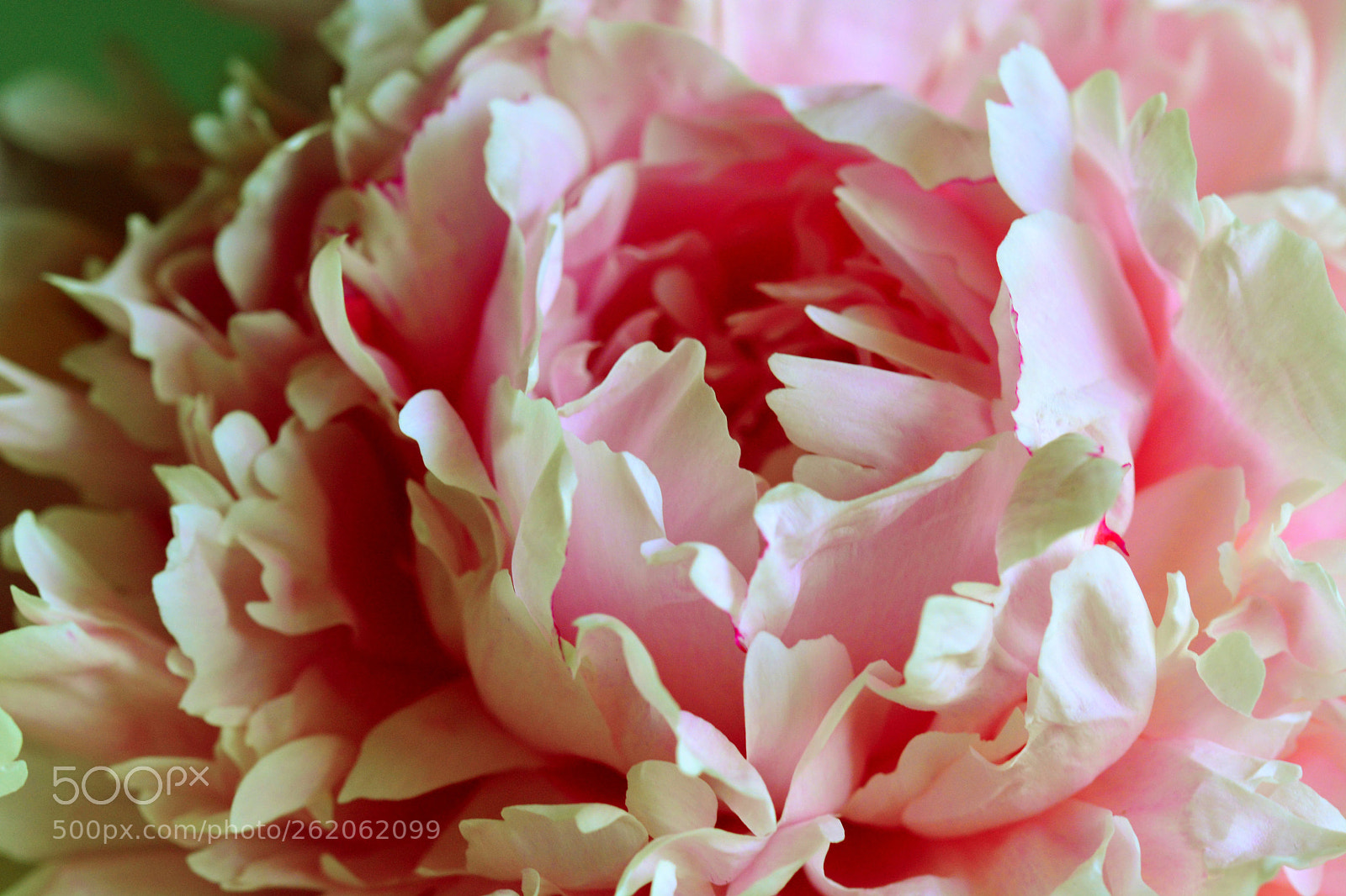 Nikon D5200 sample photo. Untitled photography