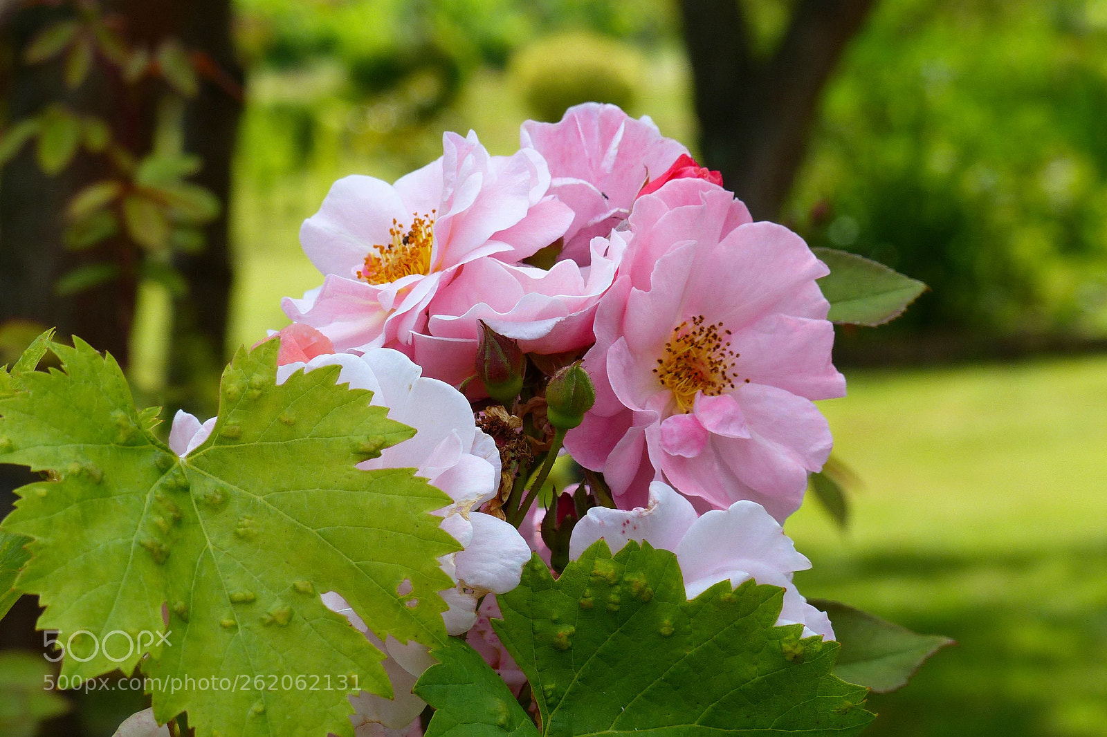 Panasonic Lumix DMC-FZ200 sample photo. Roses photography
