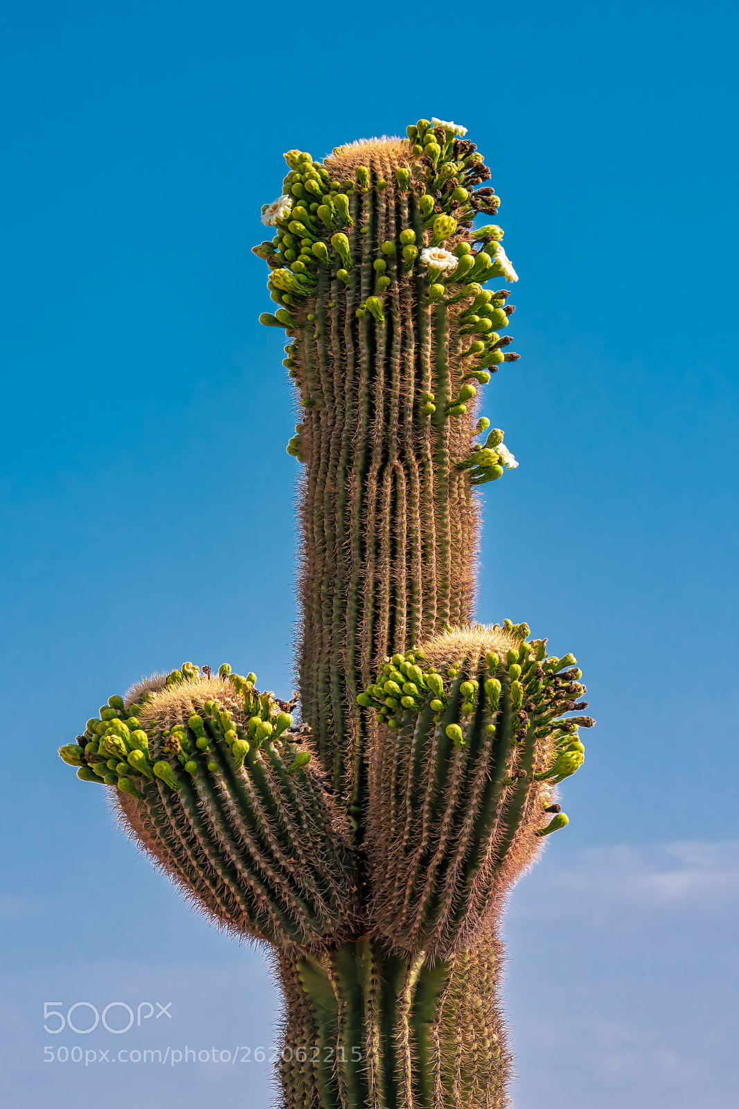 Nikon D5300 sample photo. Saguaro cactus in bloom photography