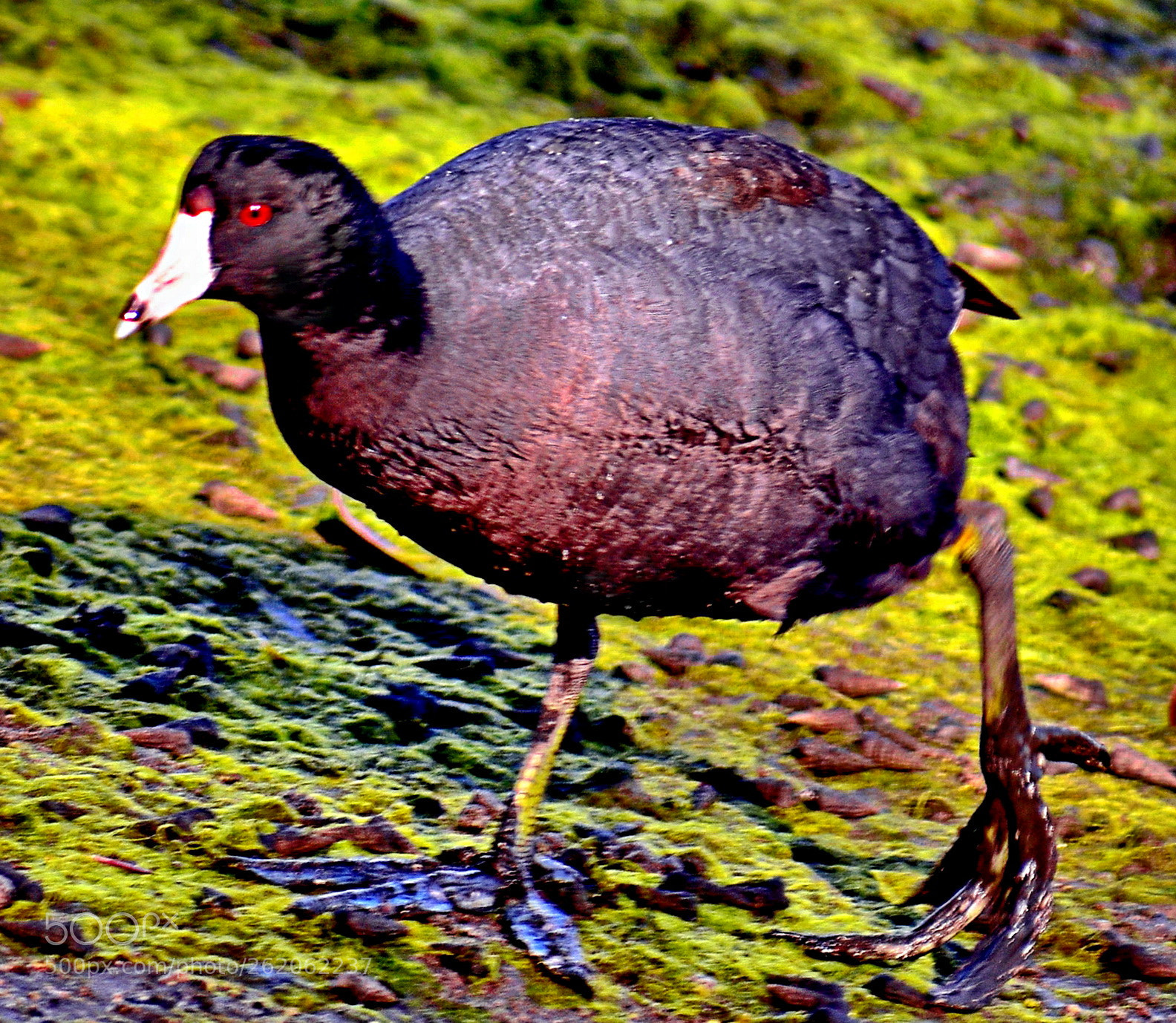 Nikon D7200 sample photo. Black seabird walking on photography