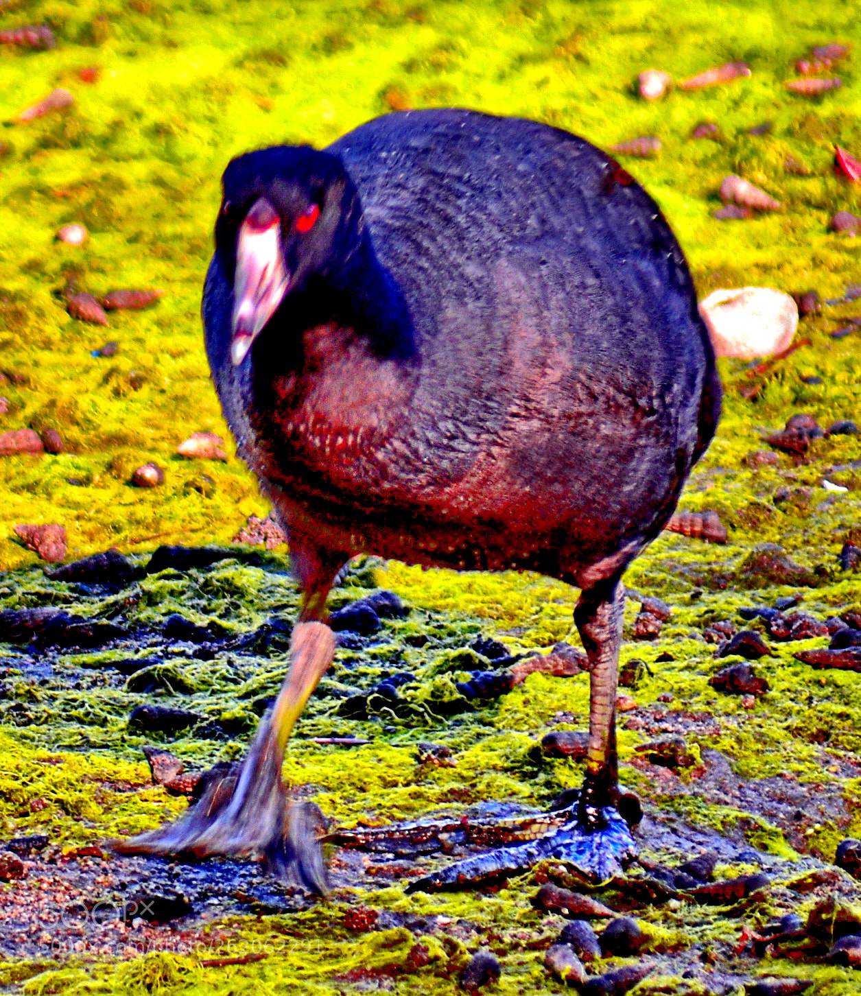 Nikon D7200 sample photo. Black seabird walking on photography