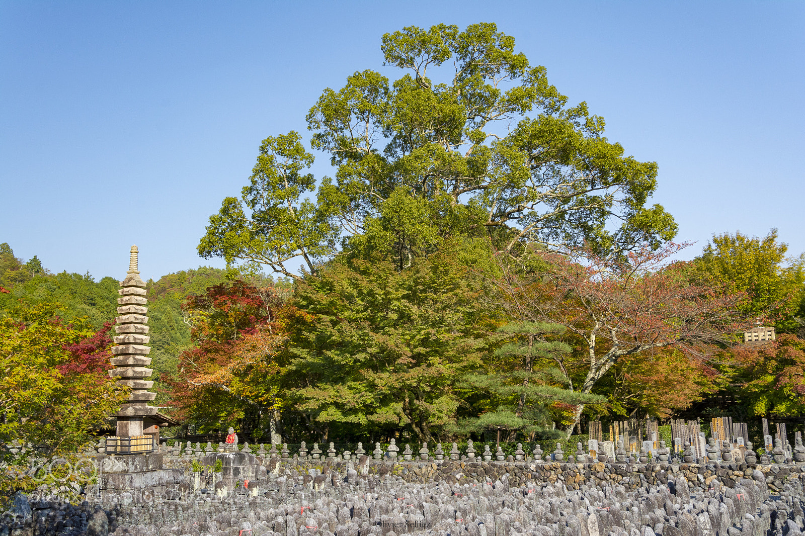Nikon D7100 sample photo. The big tree photography