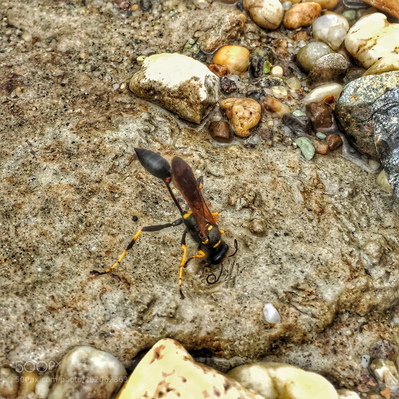 Apple iPhone 6 sample photo. Mud dauber wasp at photography