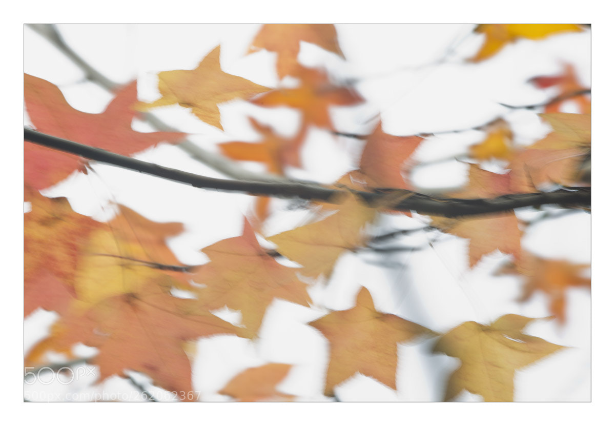 Nikon D800 sample photo. Autumm leaves photography