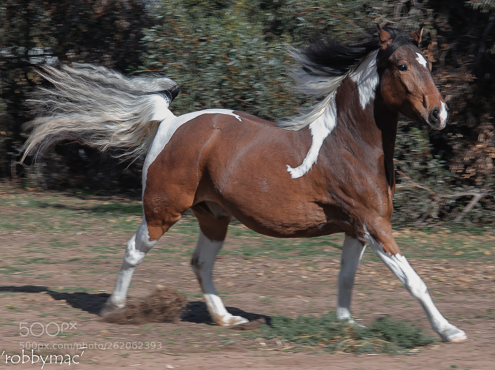Nikon D610 sample photo. 'motion' photography