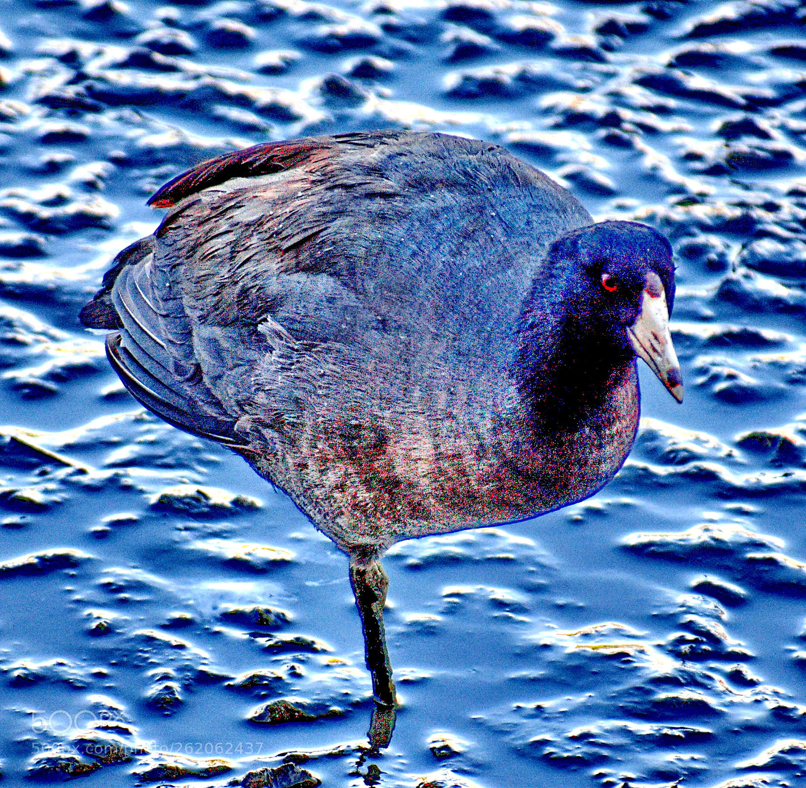 Nikon D7200 sample photo. Black seabird watching ocean photography