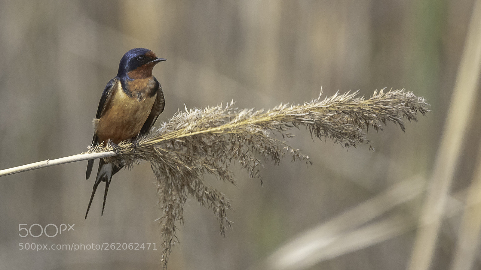 Canon EOS 5DS sample photo. Barn swallow photography