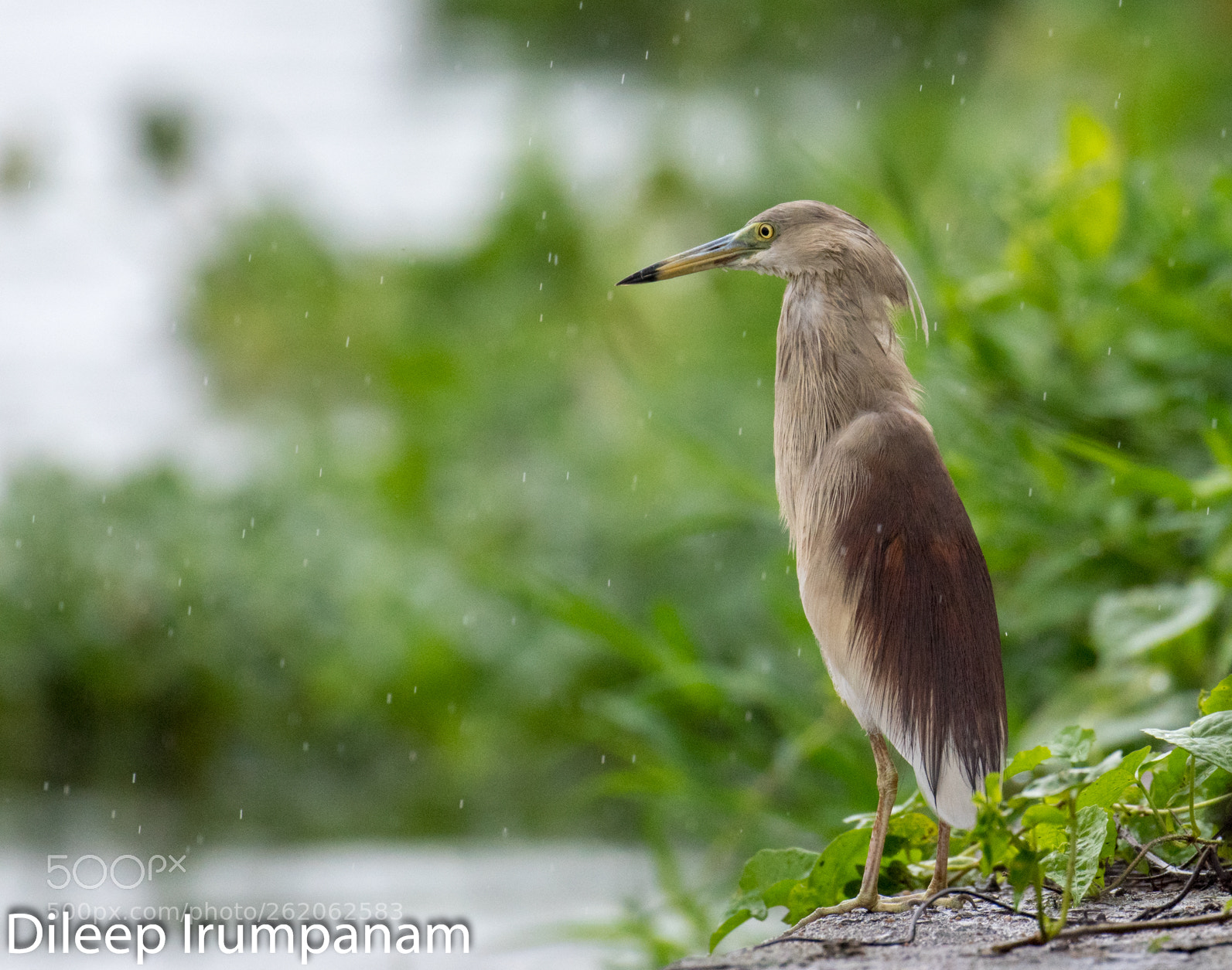 Nikon D5600 sample photo. A bath in rain photography