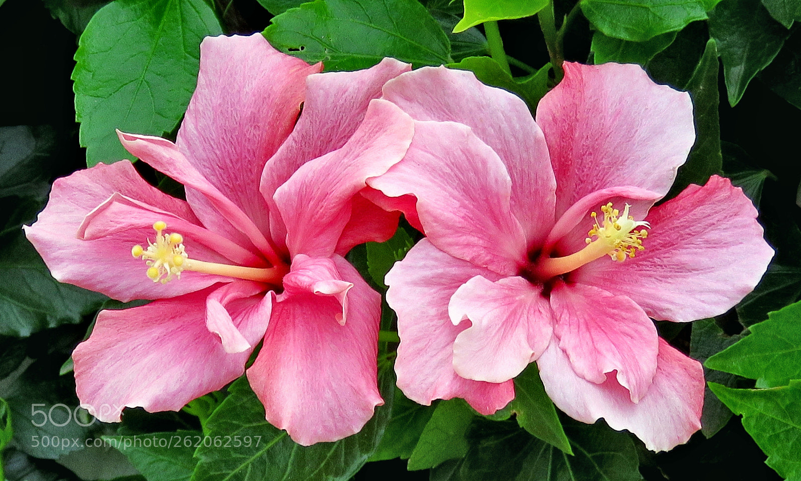Canon PowerShot SX60 HS + 3.8 - 247.0 mm sample photo. Two pink hibiscus's in photography