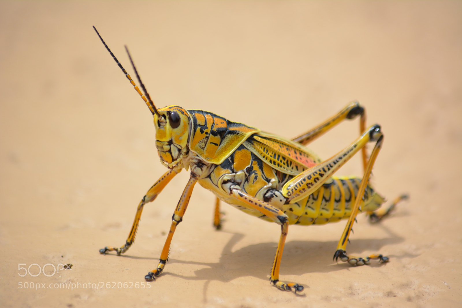 Nikon AF-S DX Nikkor 55-300mm F4.5-5.6G ED VR sample photo. Colorful cricket photography