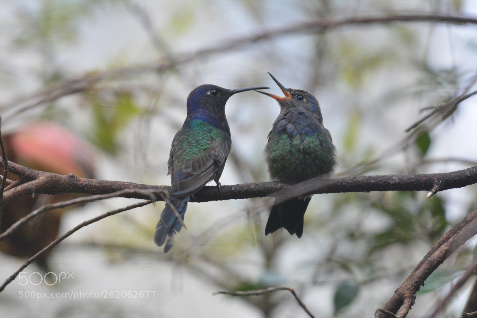 Nikon AF-S Nikkor 200-500mm F5.6E ED VR sample photo. Swallow-tailed hummingbird photography