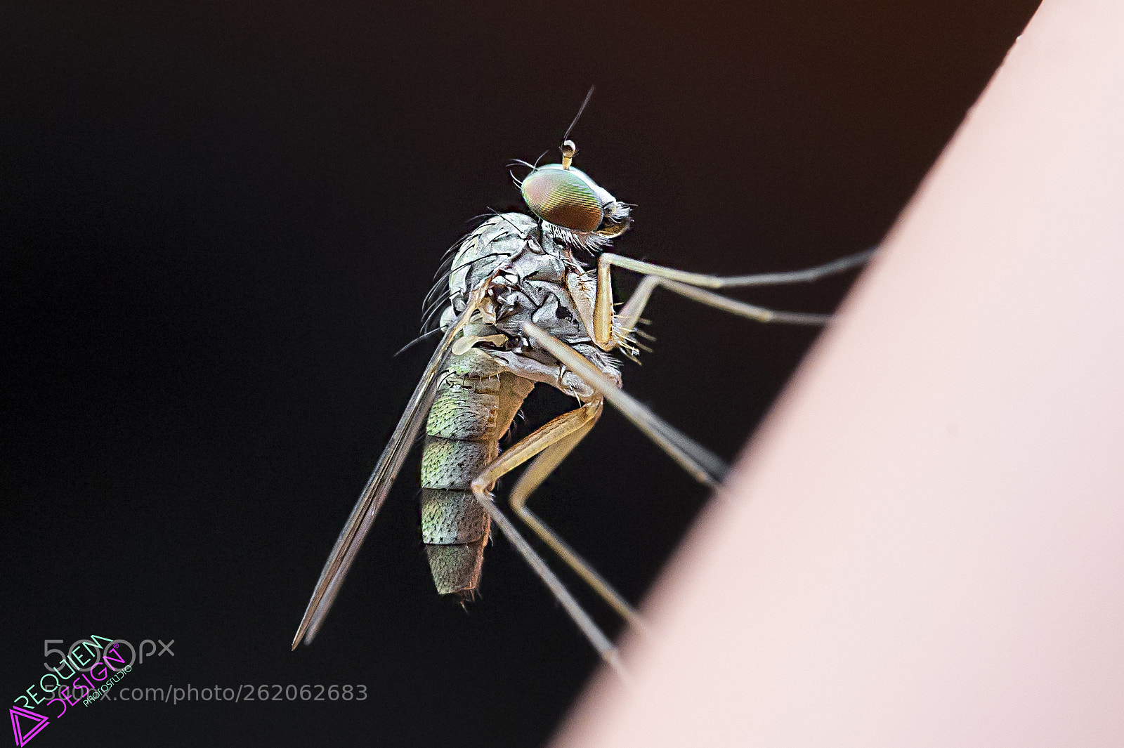 Nikon D4 sample photo. Fly photography
