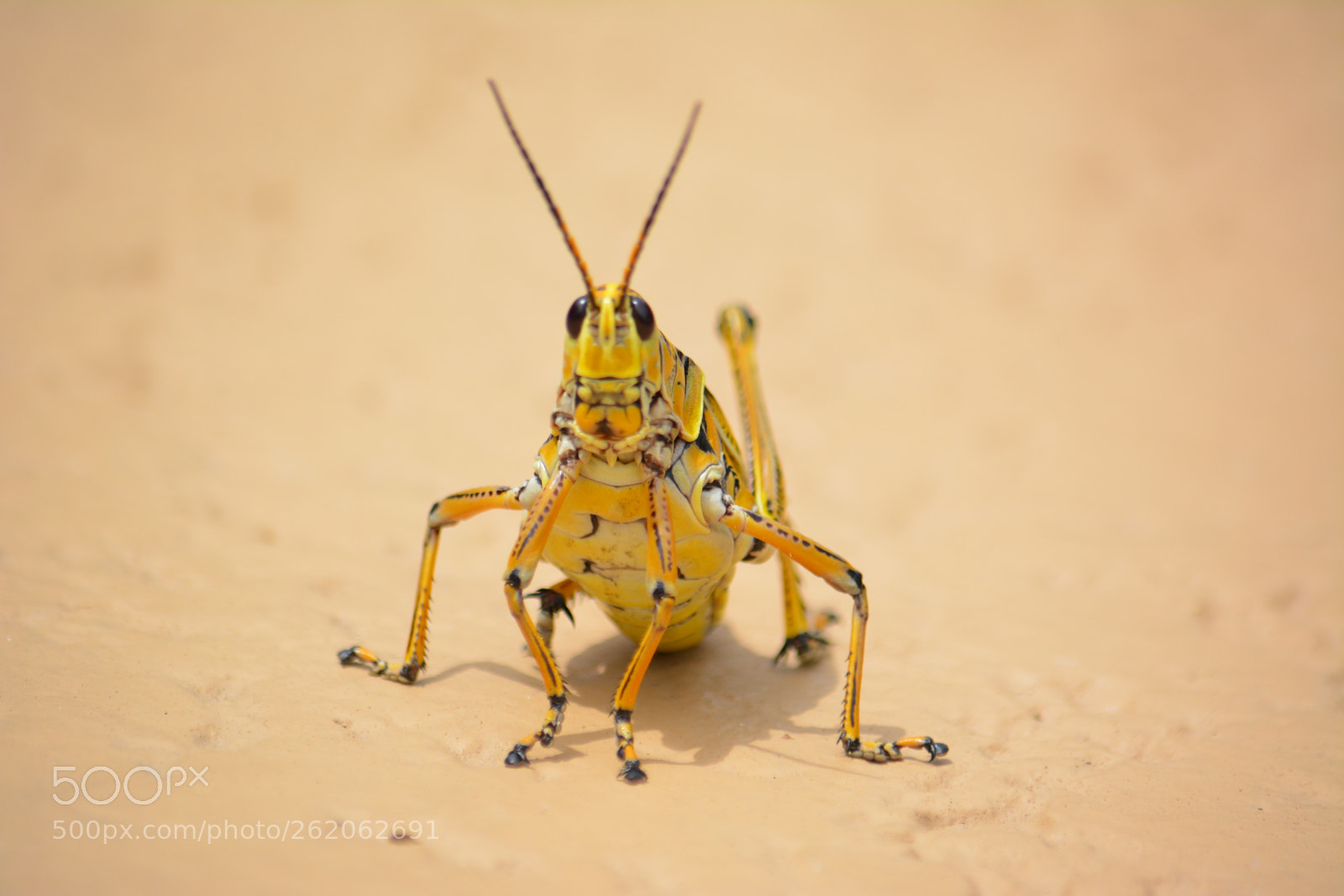 Nikon D5200 sample photo. Colorful cricket photography