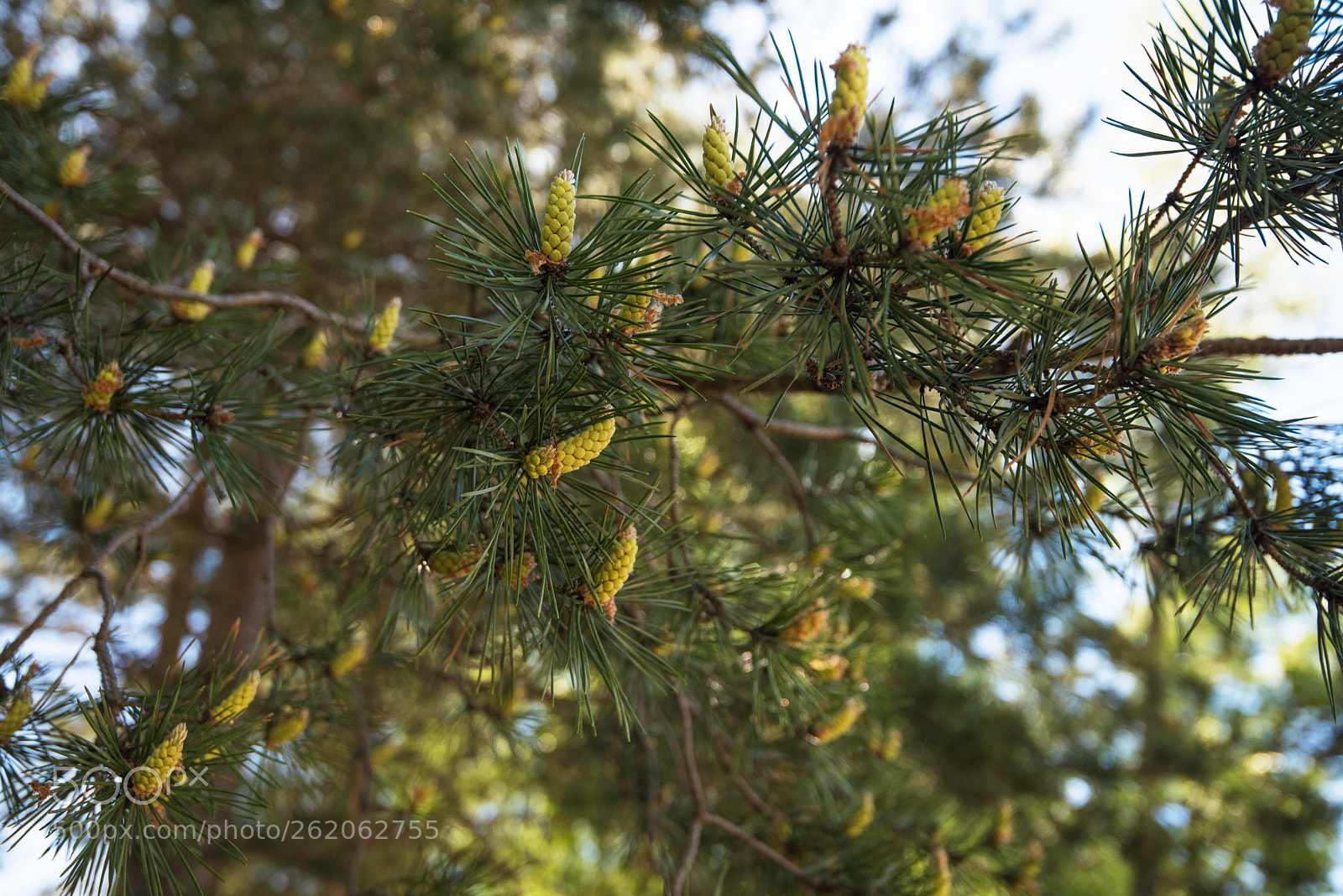 Nikon D810 sample photo. Mountain pine closeup with photography