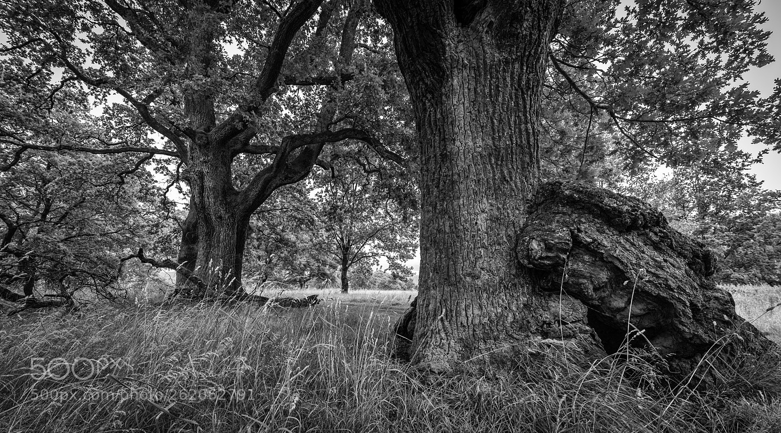 Nikon D750 sample photo. Oaks photography