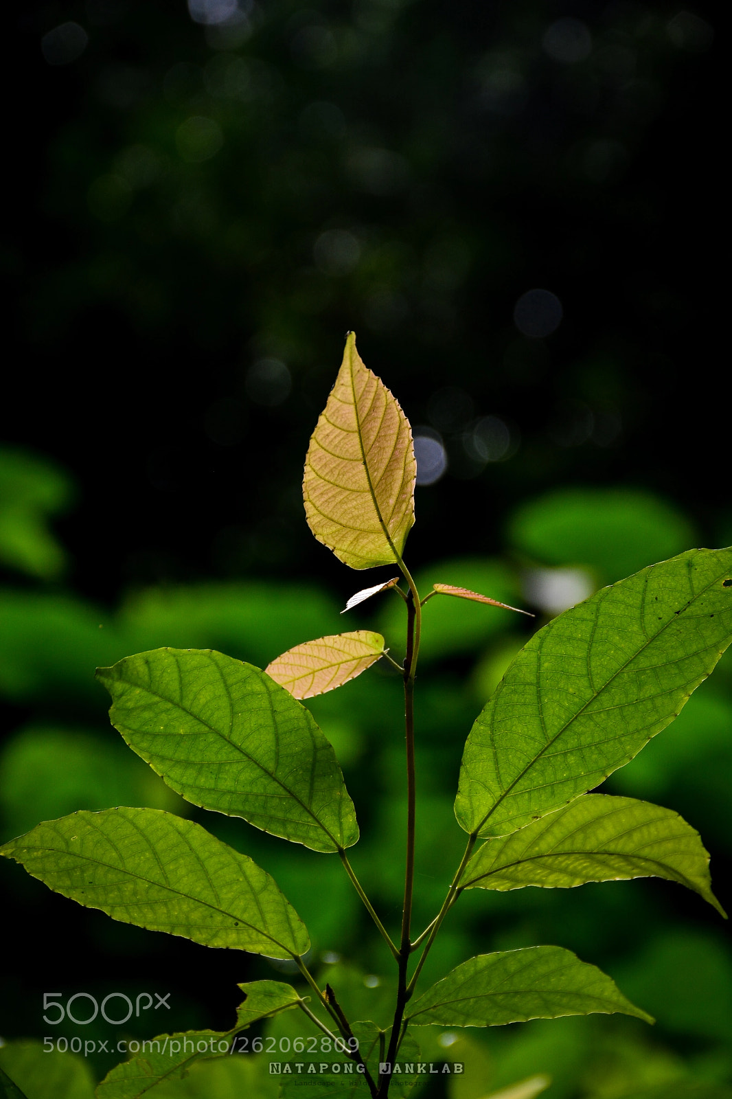 Nikon D7100 sample photo. The forest photography