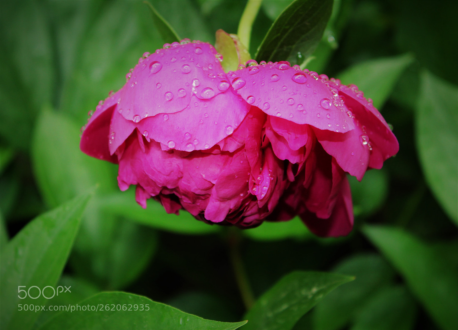 Canon EOS 1300D (EOS Rebel T6 / EOS Kiss X80) sample photo. Garden peonies photography