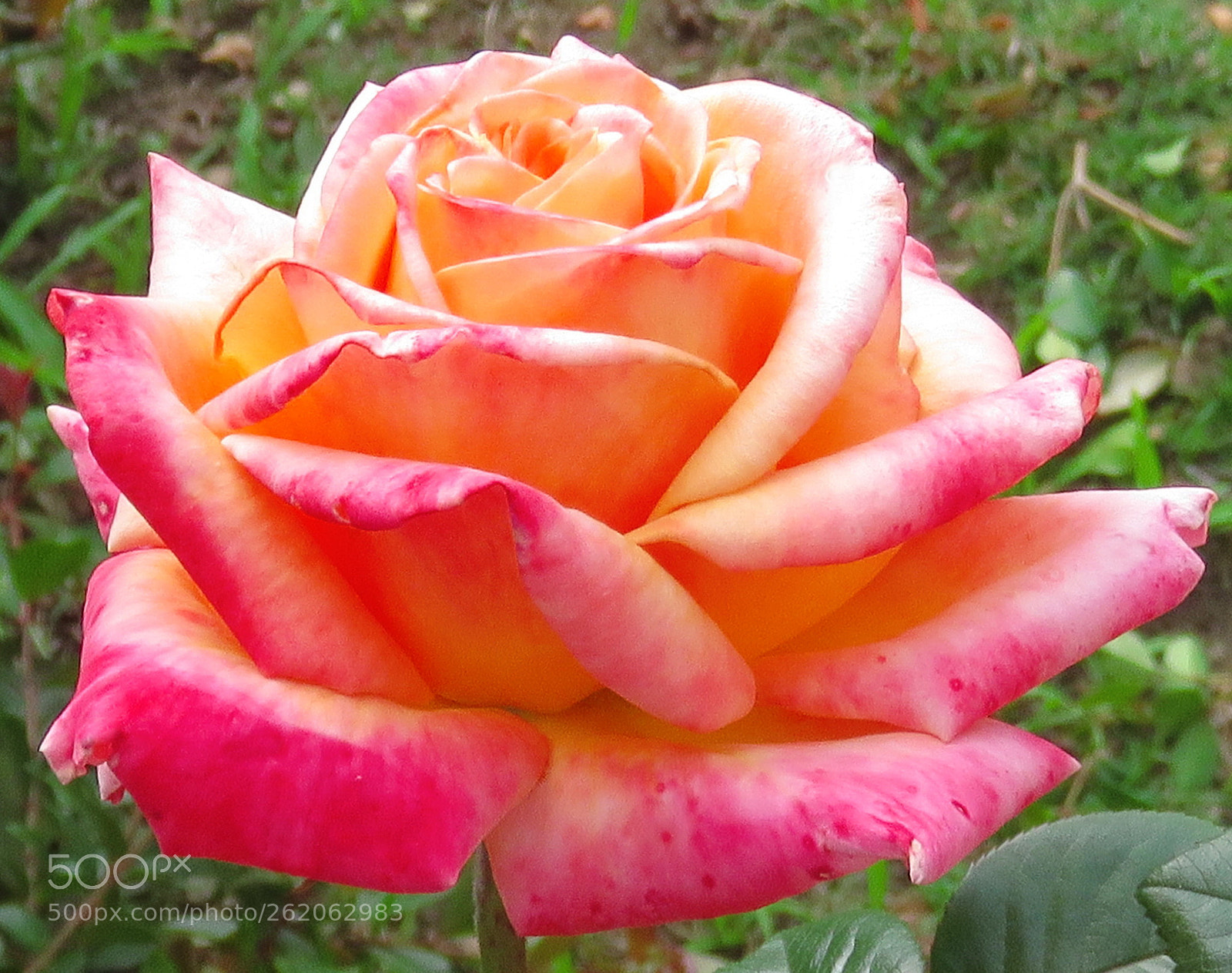 Canon PowerShot SX60 HS sample photo. A tangerine color rose photography