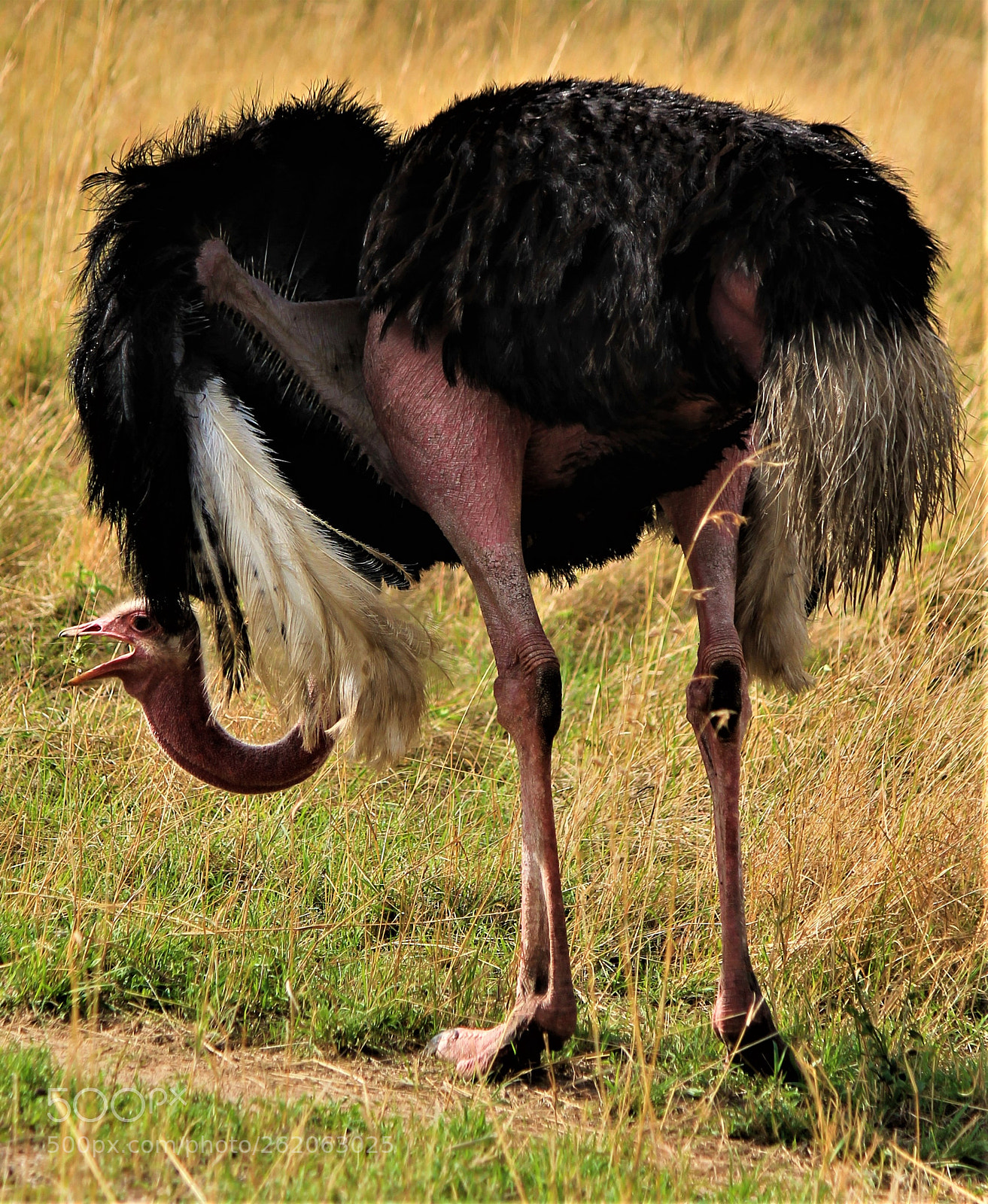 Canon EOS 1100D (EOS Rebel T3 / EOS Kiss X50) sample photo. Ostrich photography
