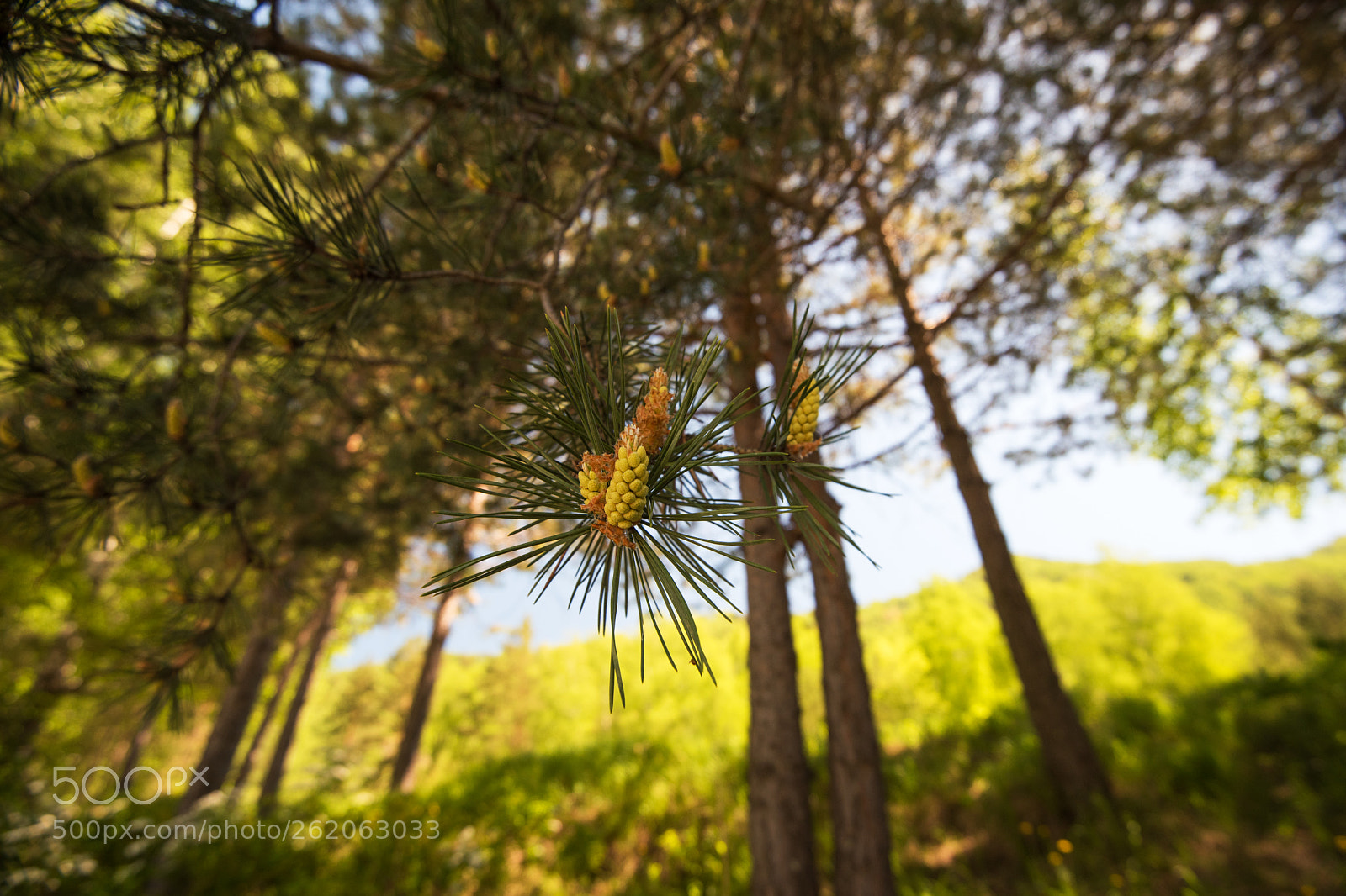 Nikon D810 sample photo. Mountain pine closeup with photography