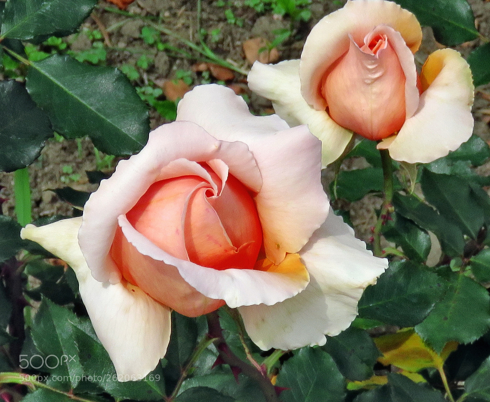 Canon PowerShot SX60 HS + 3.8 - 247.0 mm sample photo. Two pink roses in photography