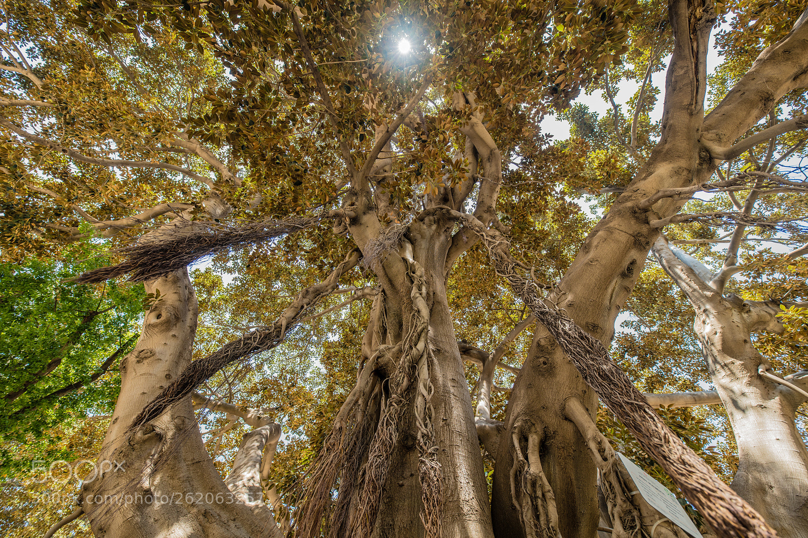 Nikon D850 sample photo. Beware of the tree photography