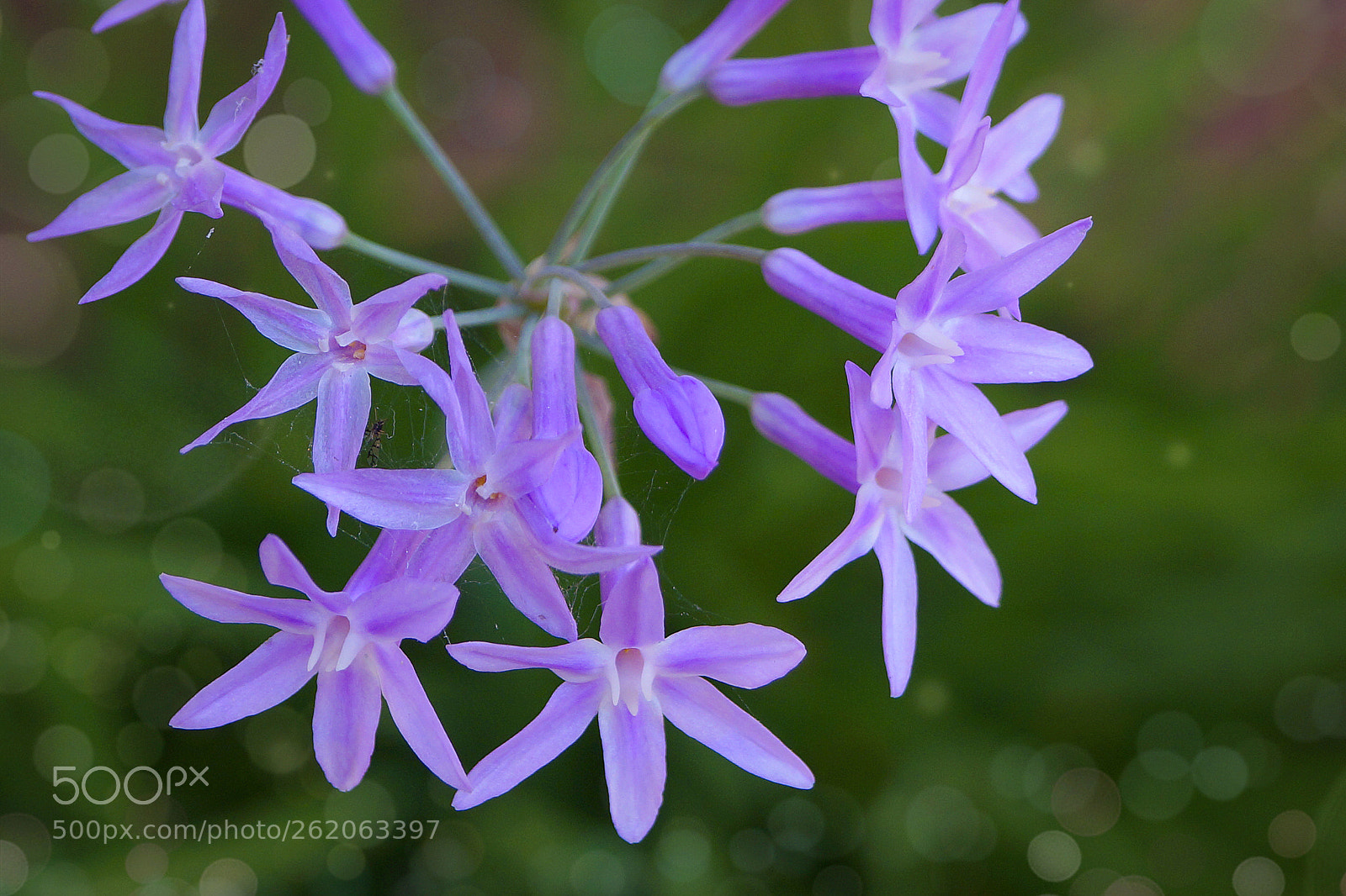 Sony SLT-A57 sample photo. Small bouquet of violet photography