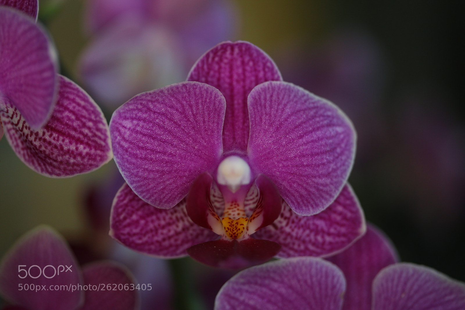 Canon EOS 700D (EOS Rebel T5i / EOS Kiss X7i) sample photo. Orchids03 photography