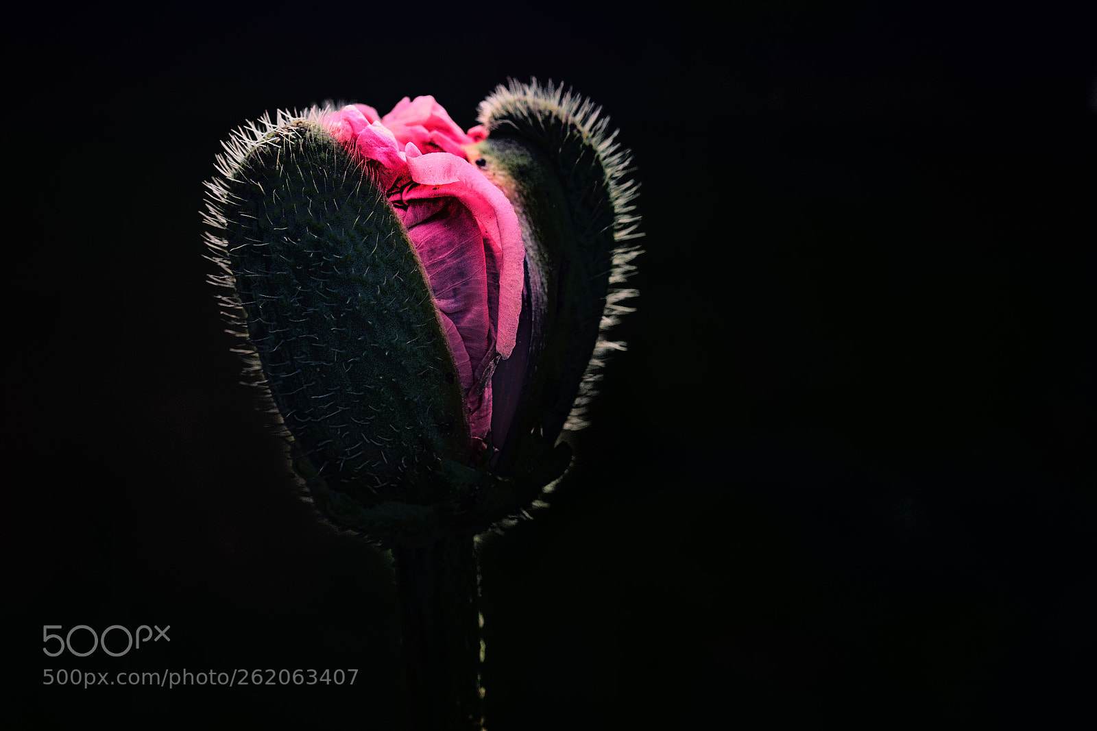 Canon EOS 6D sample photo. Buddy photography