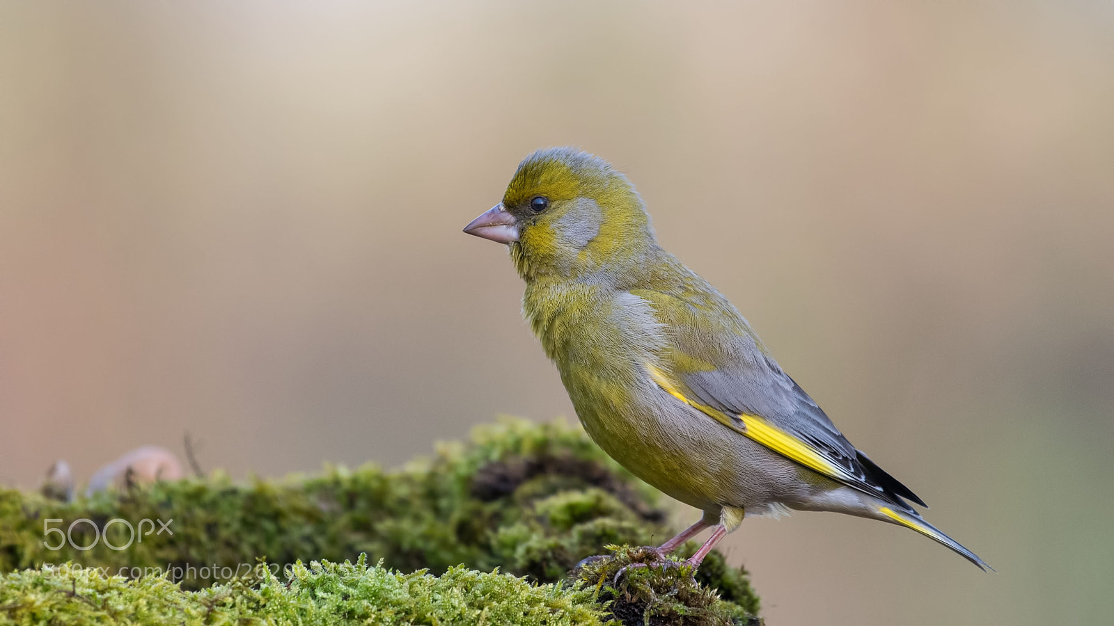 Nikon D500 sample photo. Greenfinch photography