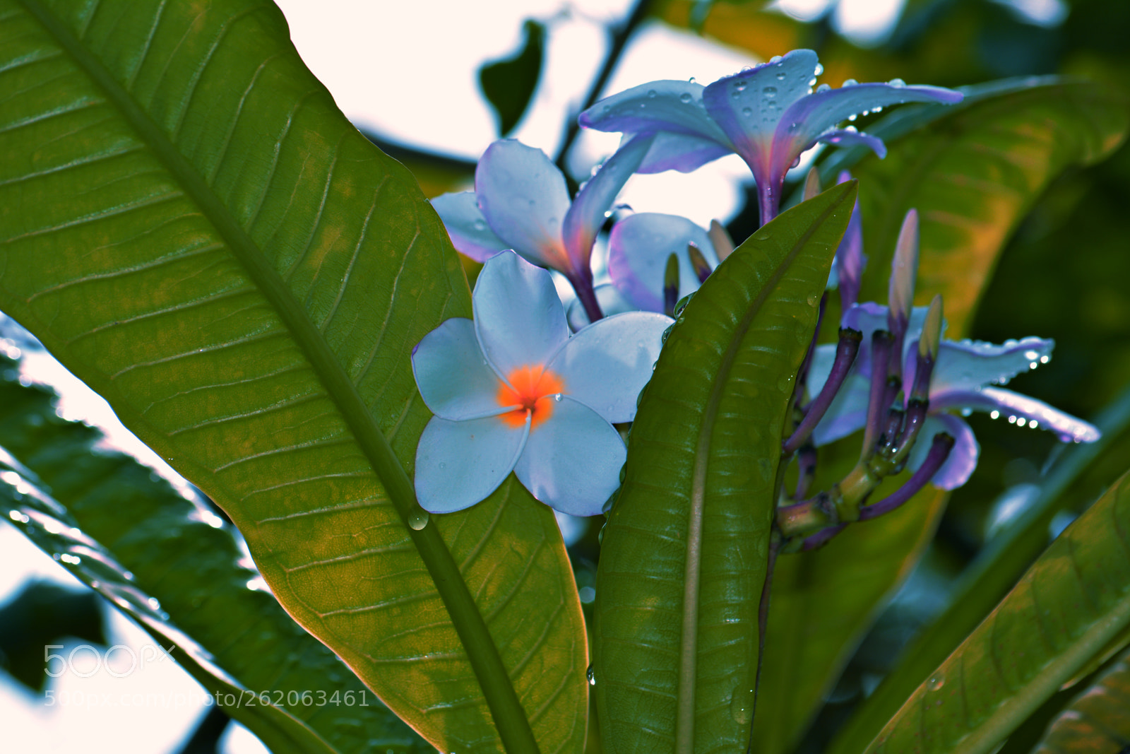 Nikon D5200 sample photo. After the storm photography
