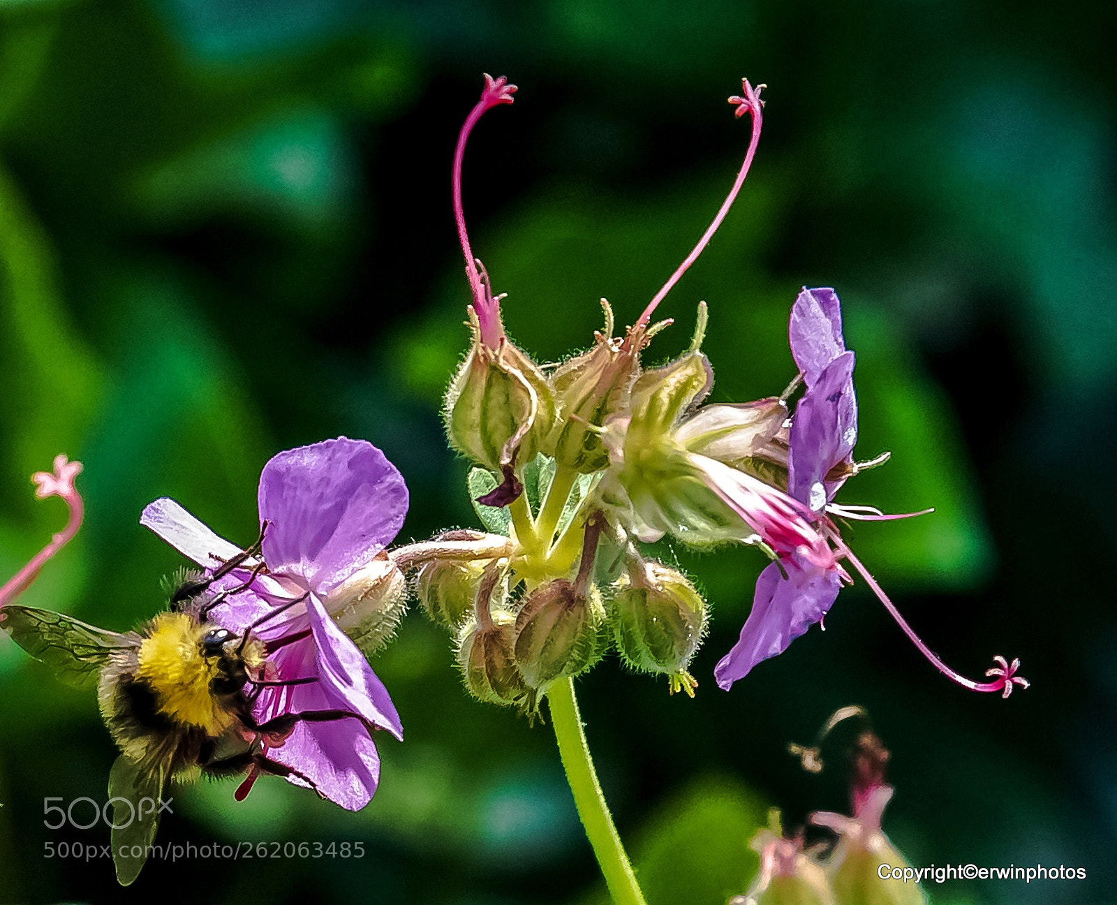 Nikon D750 sample photo. Hummel an lila blume photography
