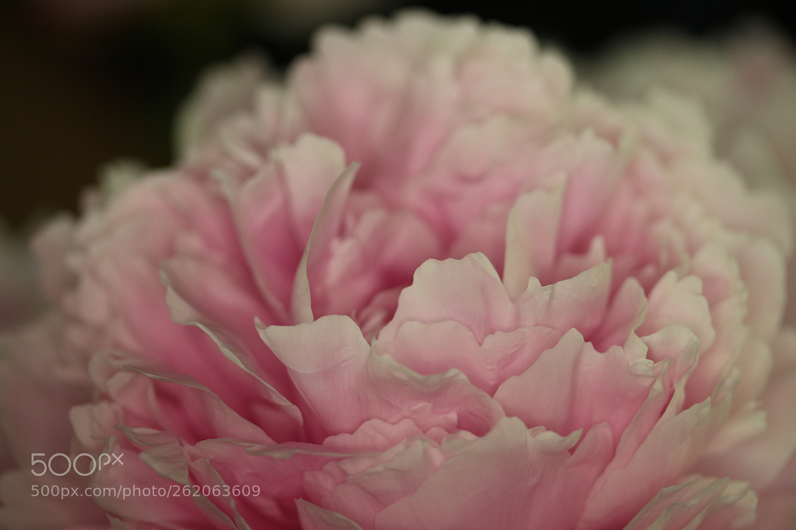 Canon EOS 700D (EOS Rebel T5i / EOS Kiss X7i) sample photo. Paeonia blooming indoors photography