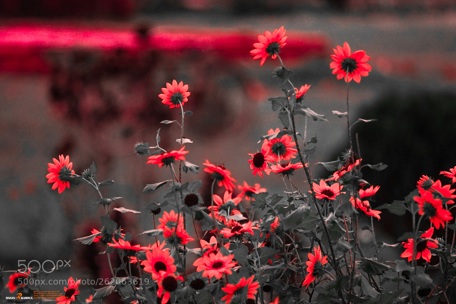 Sony a7R sample photo. Blood sunflower
. photography