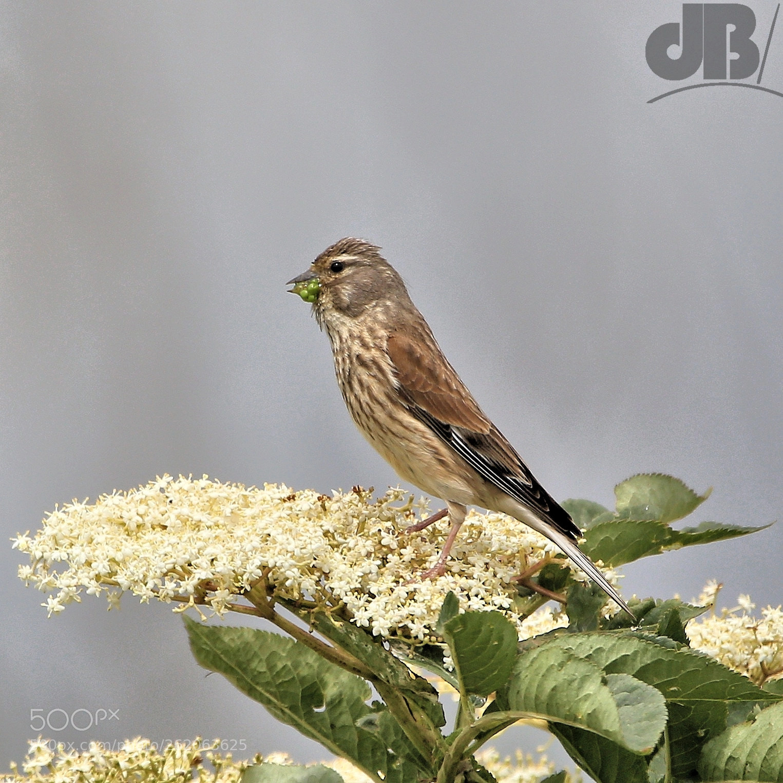 Canon EOS 6D sample photo. Feeding female linnet photography