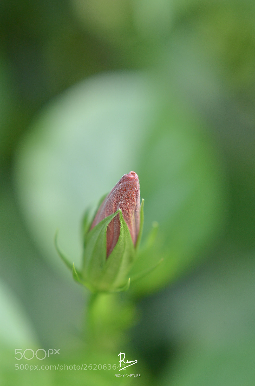 Nikon D7000 sample photo. Crown of light rays photography