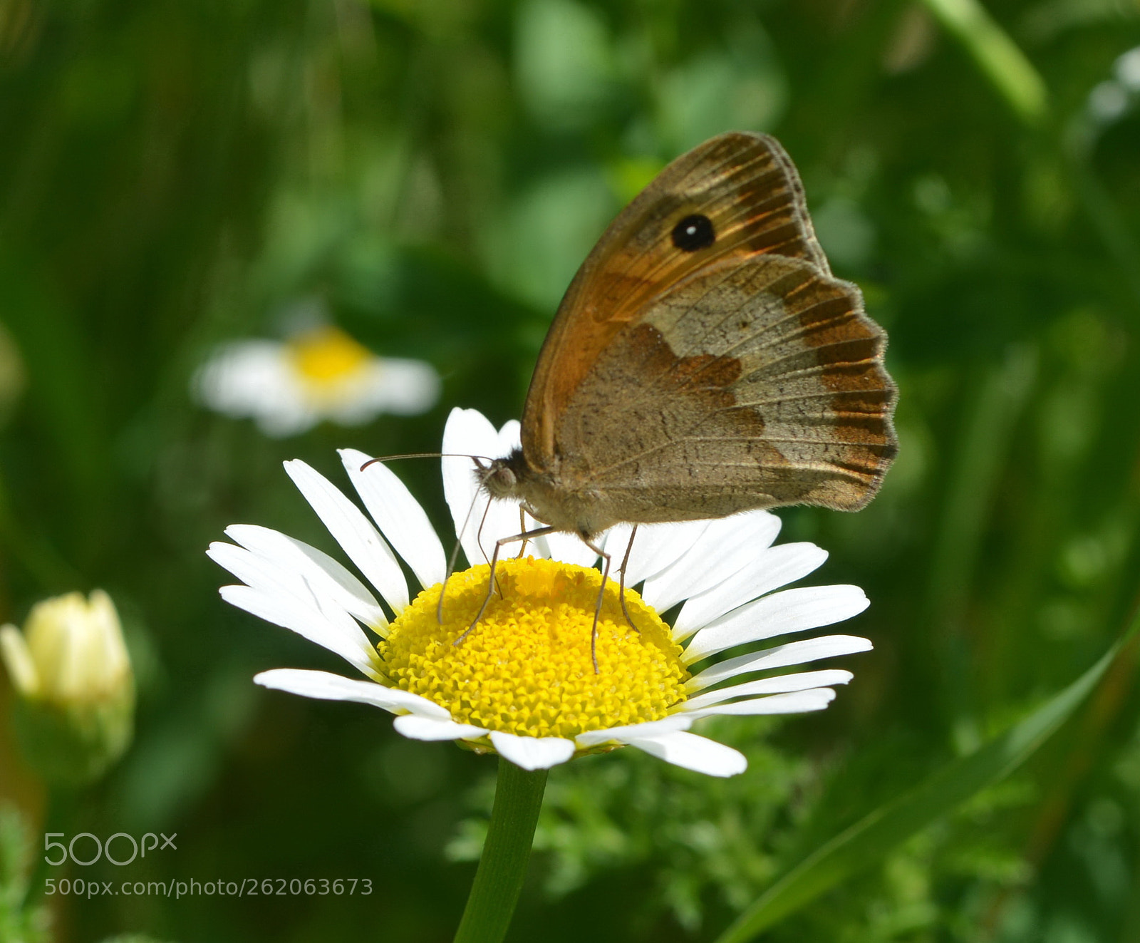 Nikon D800 sample photo. Z photography