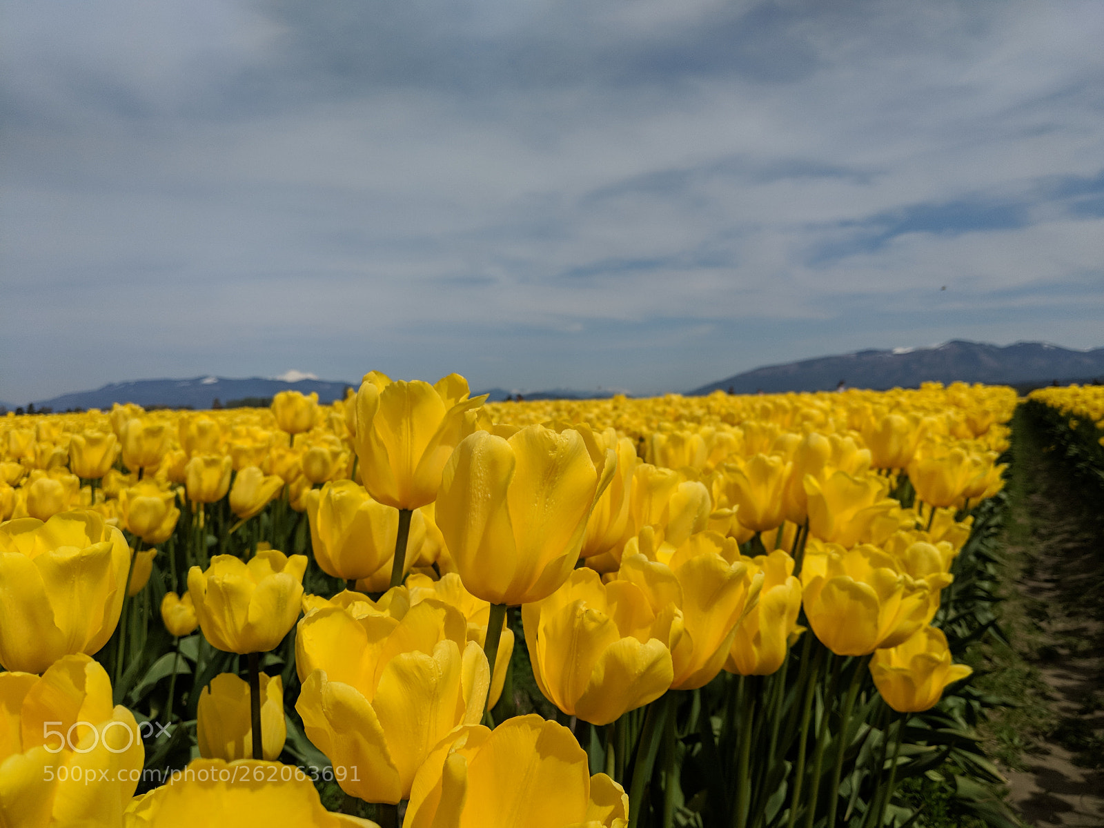 Google Pixel 2 sample photo. Tulips photography