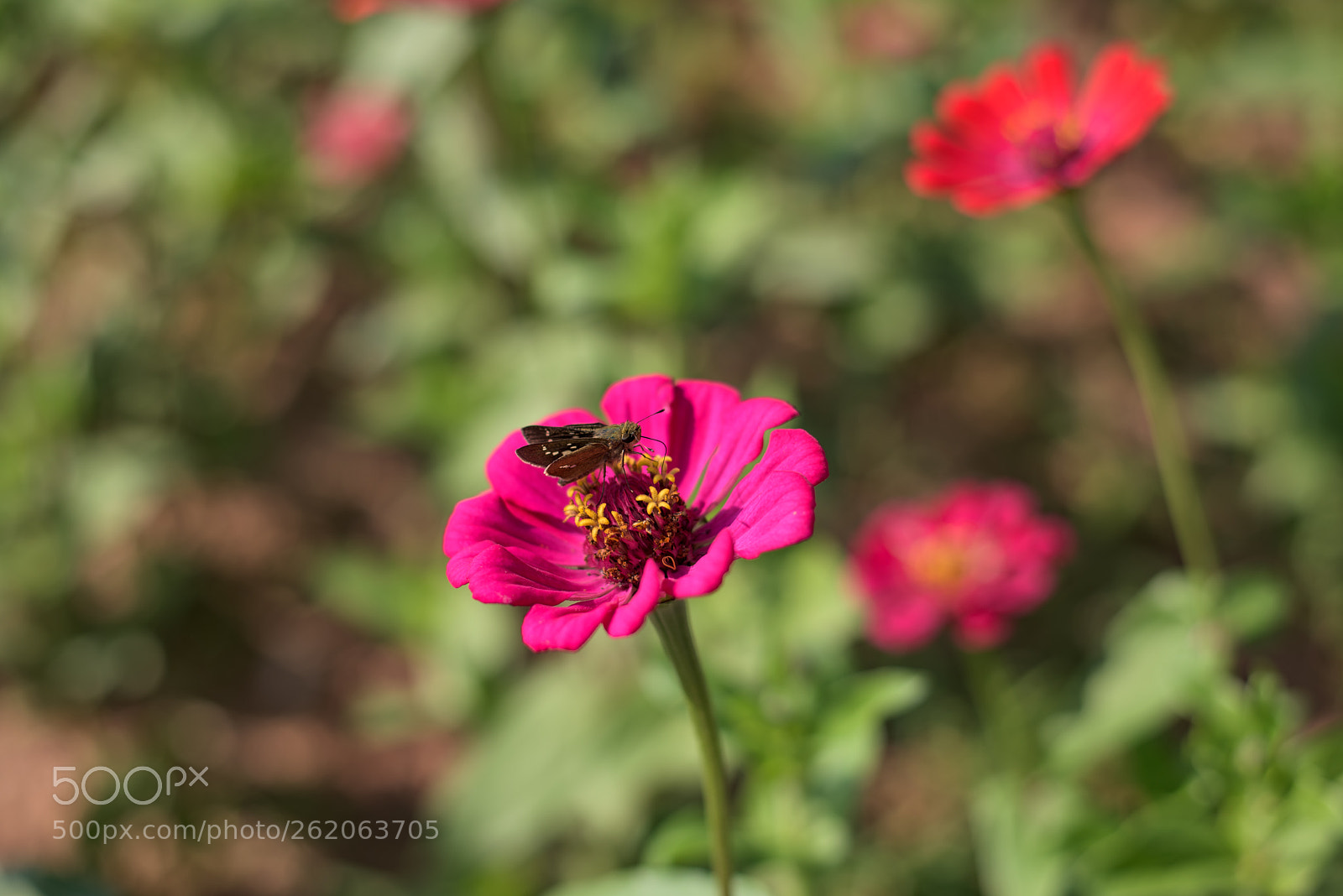 Nikon D810 sample photo. Butterfly photography