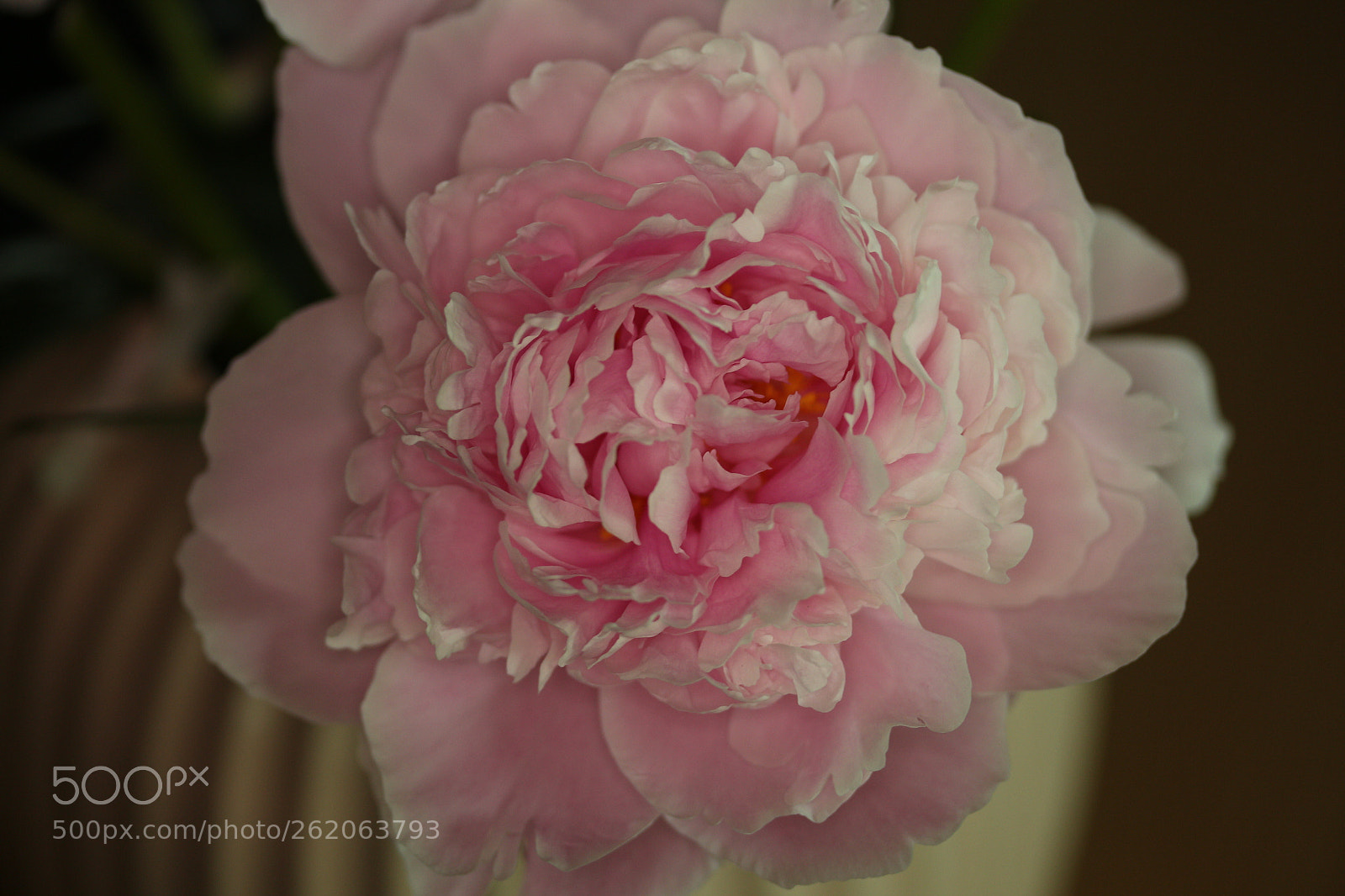 Canon EOS 700D (EOS Rebel T5i / EOS Kiss X7i) sample photo. Paeonia blooming indoors02 photography