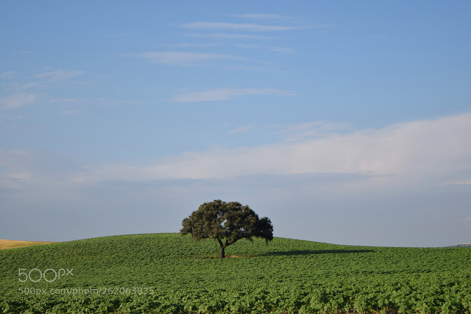 Nikon D3300 sample photo. Tree photography