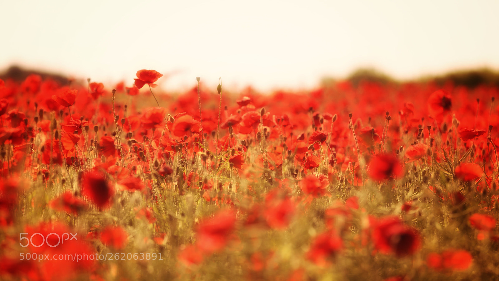 Canon EOS 5D Mark IV sample photo. Summer poppies photography
