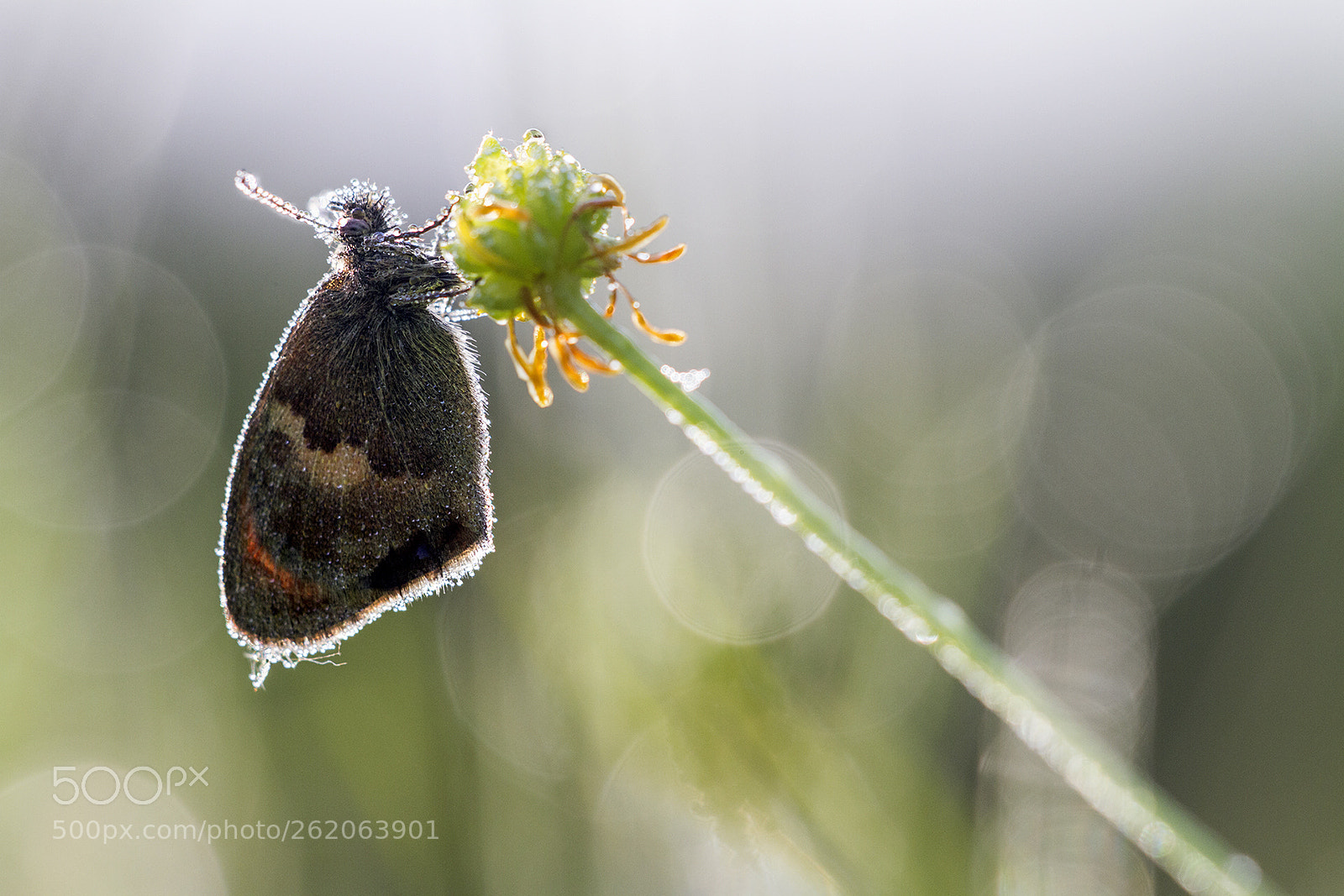 Canon EOS 7D sample photo. Papillon en contre jour photography
