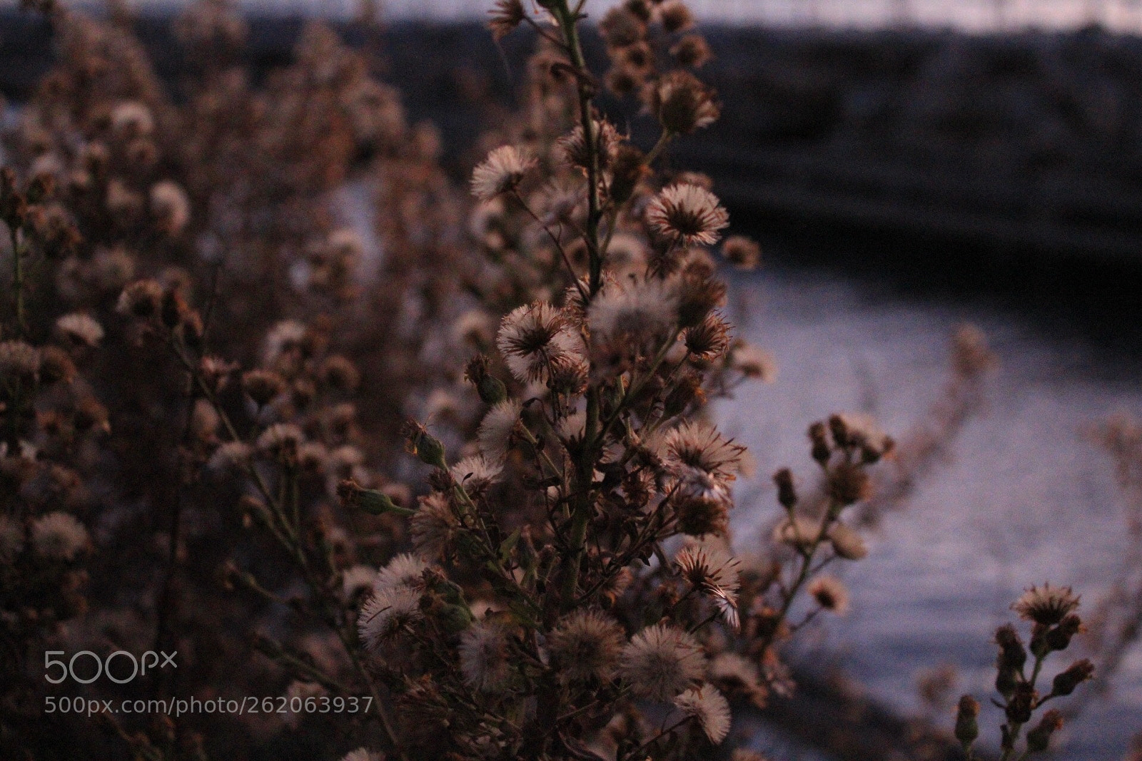 Canon EOS 1300D (EOS Rebel T6 / EOS Kiss X80) sample photo. Cotton free photography
