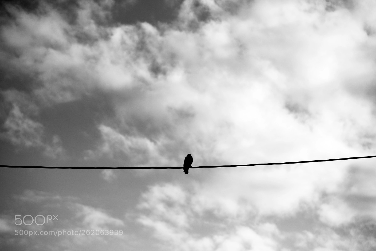 Nikon D810 sample photo. The lonely bird. photography