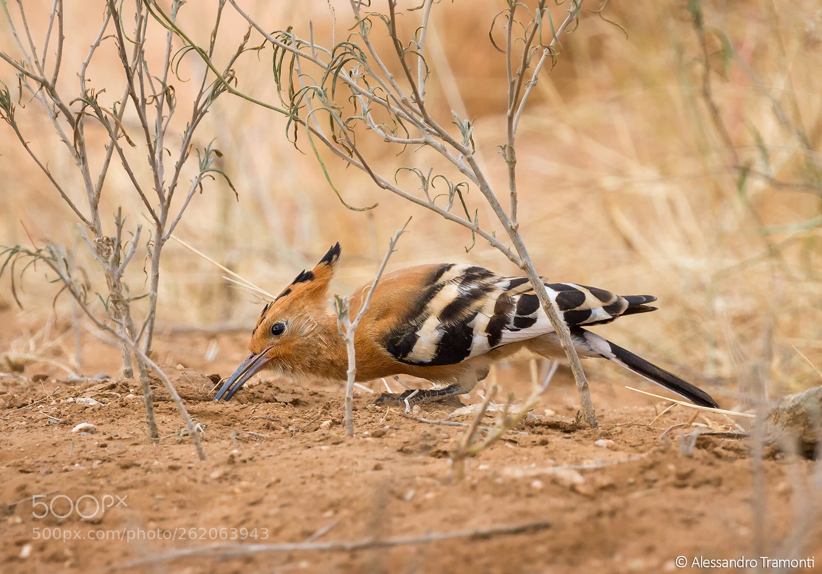 Canon EOS 7D sample photo. African hoopoe photography