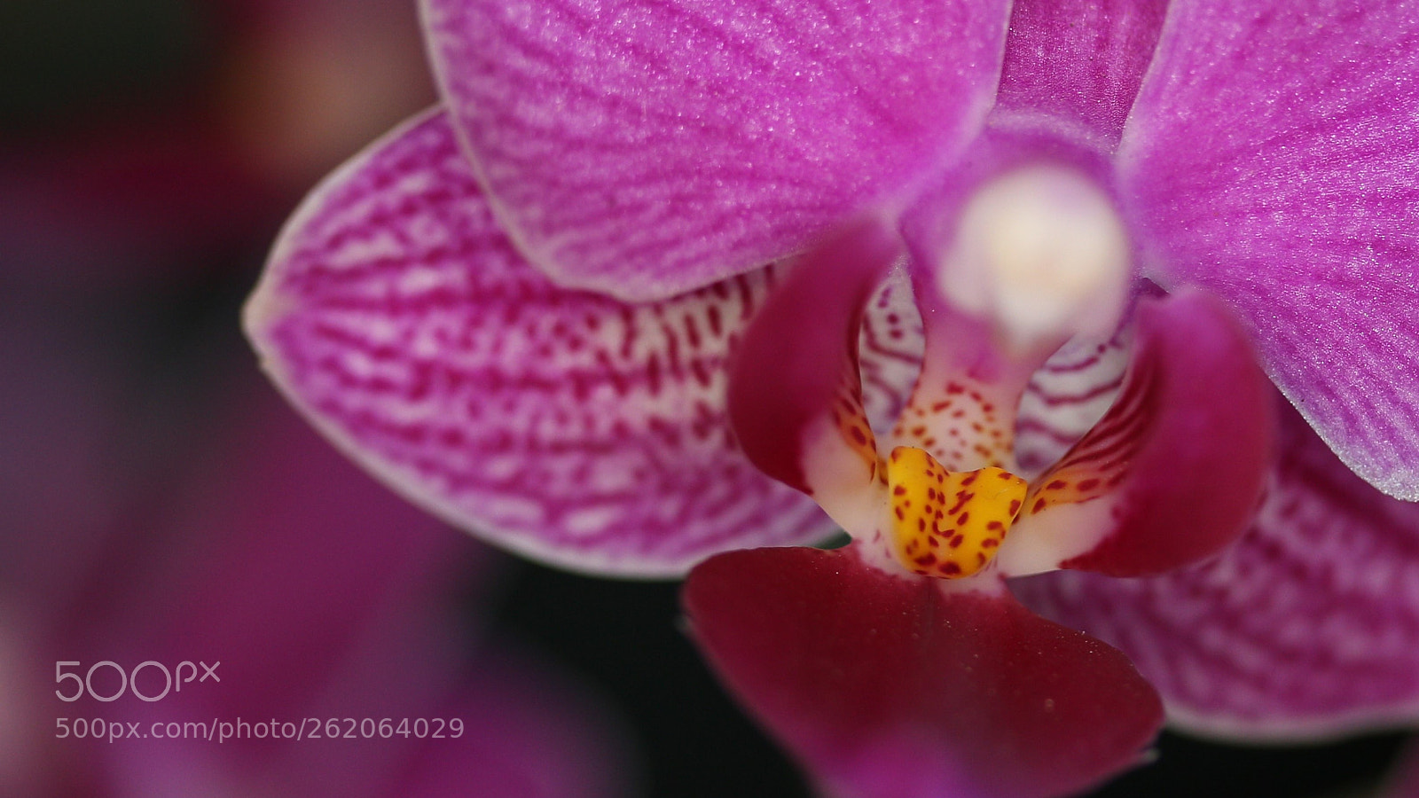 Canon EOS 700D (EOS Rebel T5i / EOS Kiss X7i) sample photo. Orchids04 photography