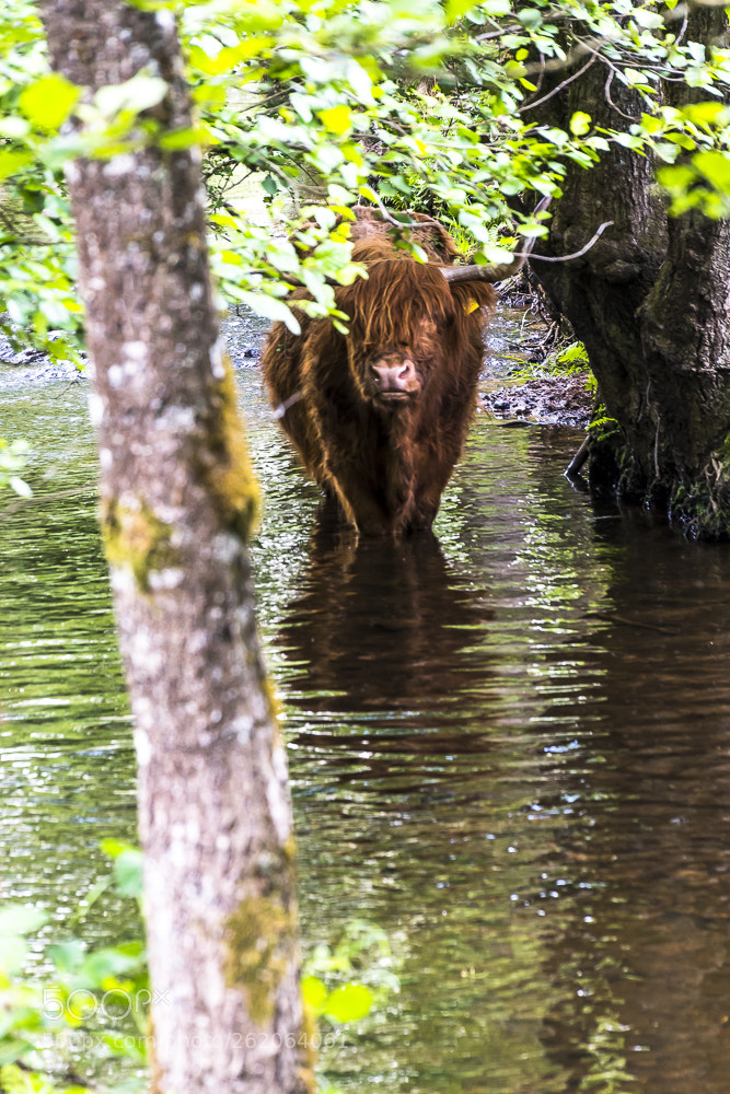 Nikon D500 sample photo. Happy animal photography